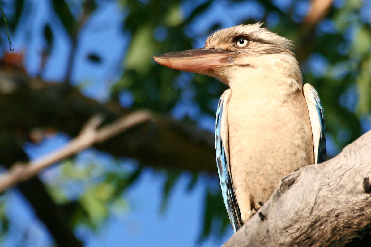Blue-winged Kookaburra - ML638011983