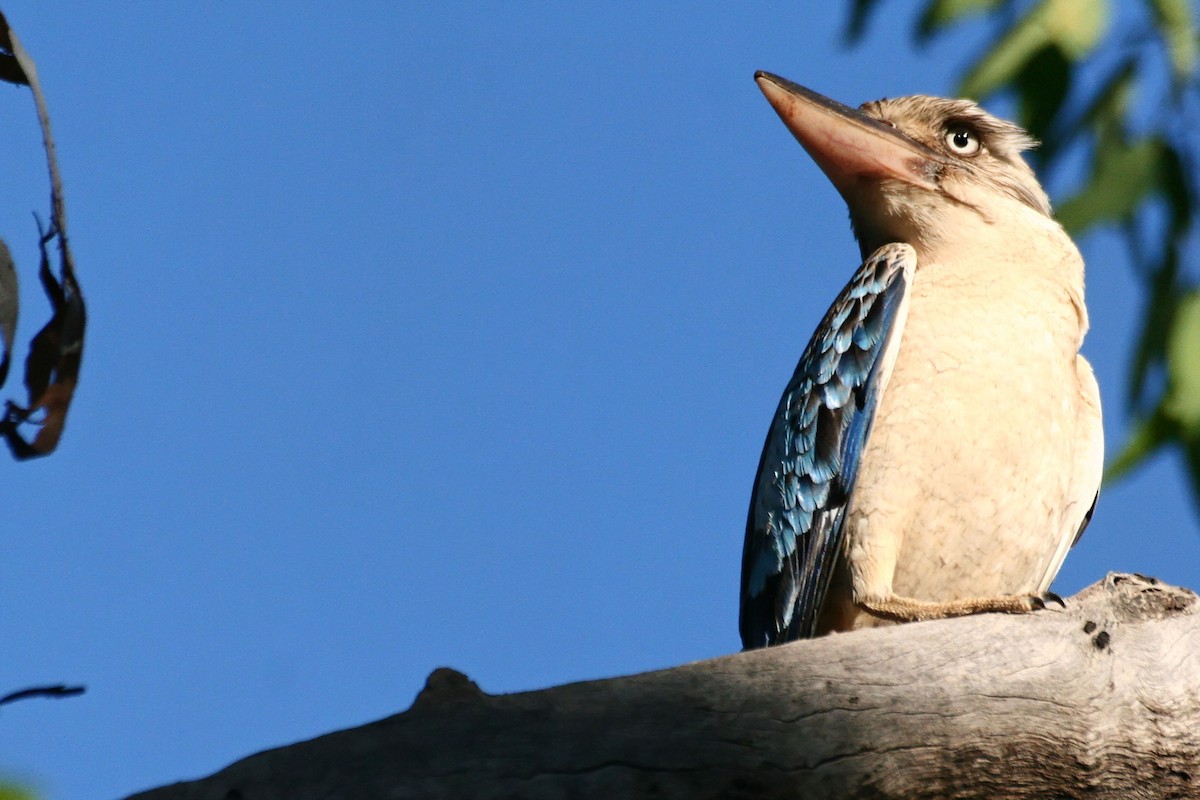 Blue-winged Kookaburra - ML638011984