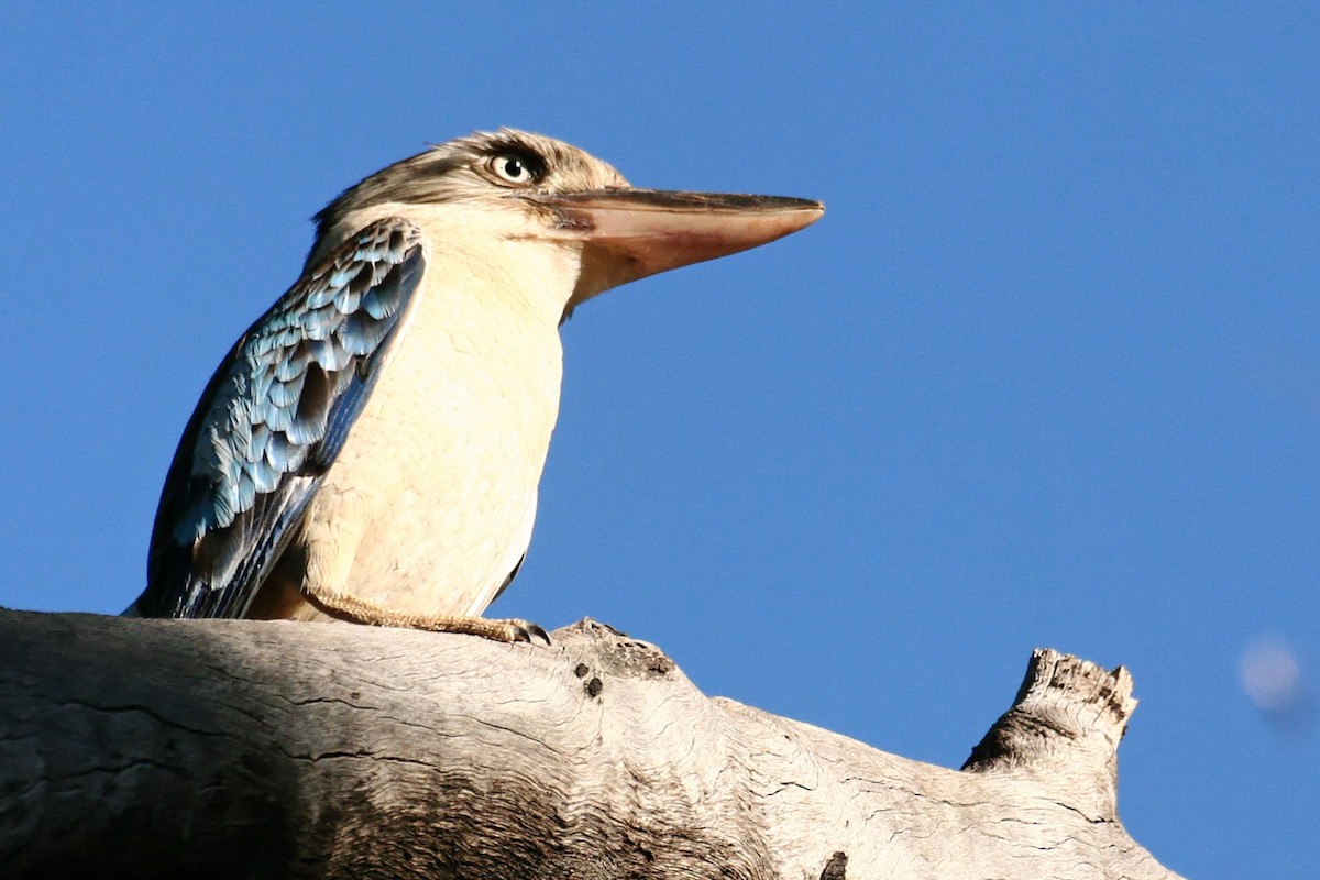 Blue-winged Kookaburra - ML638011985