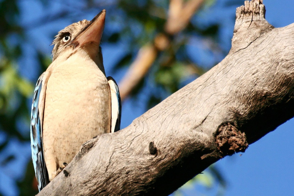 Blue-winged Kookaburra - ML638011986