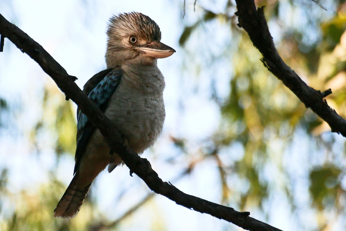 Blue-winged Kookaburra - ML638012005
