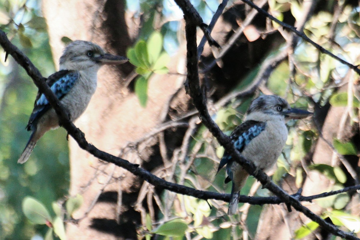 Blue-winged Kookaburra - ML638012006