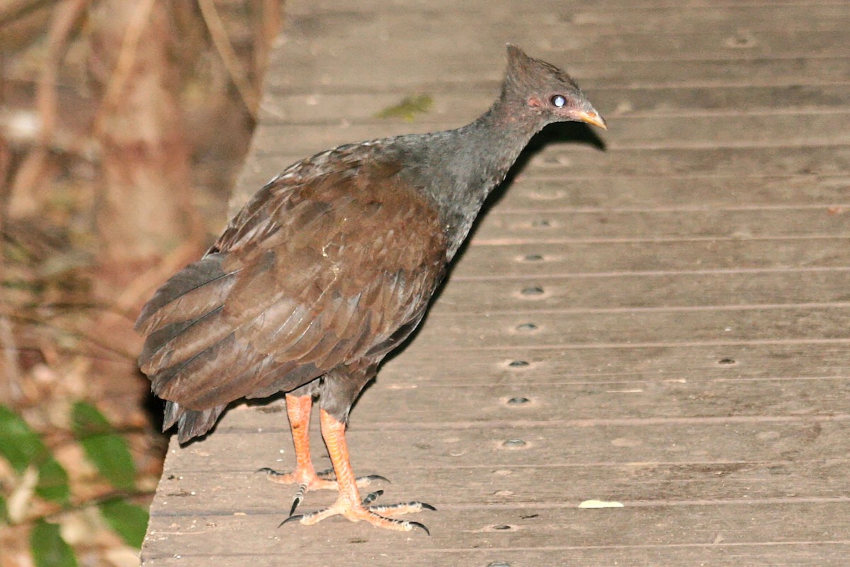 Orange-footed Megapode - ML638012037