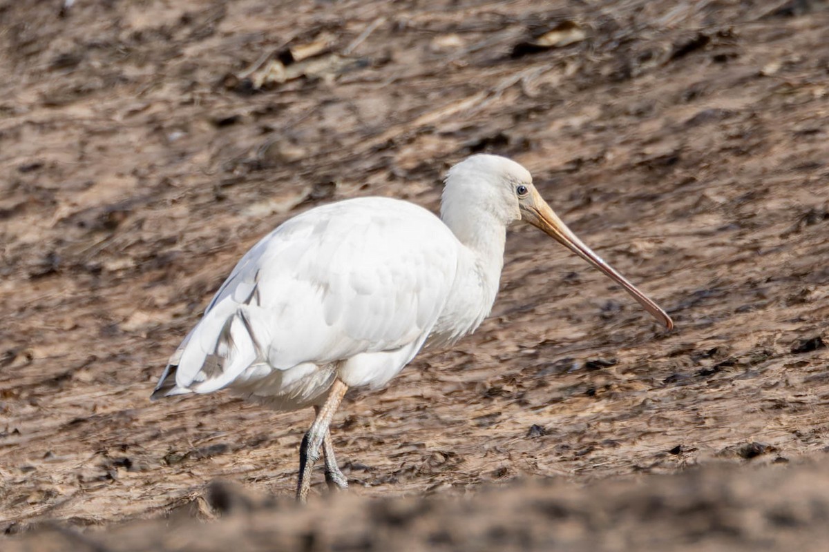 Yellow-billed Spoonbill - ML638012046