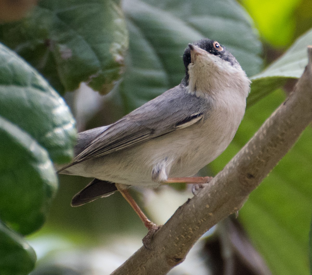 Menetries's Warbler - ML638012076