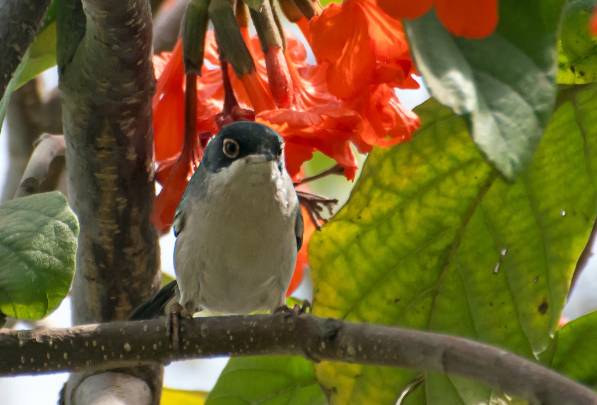 Menetries's Warbler - ML638012078