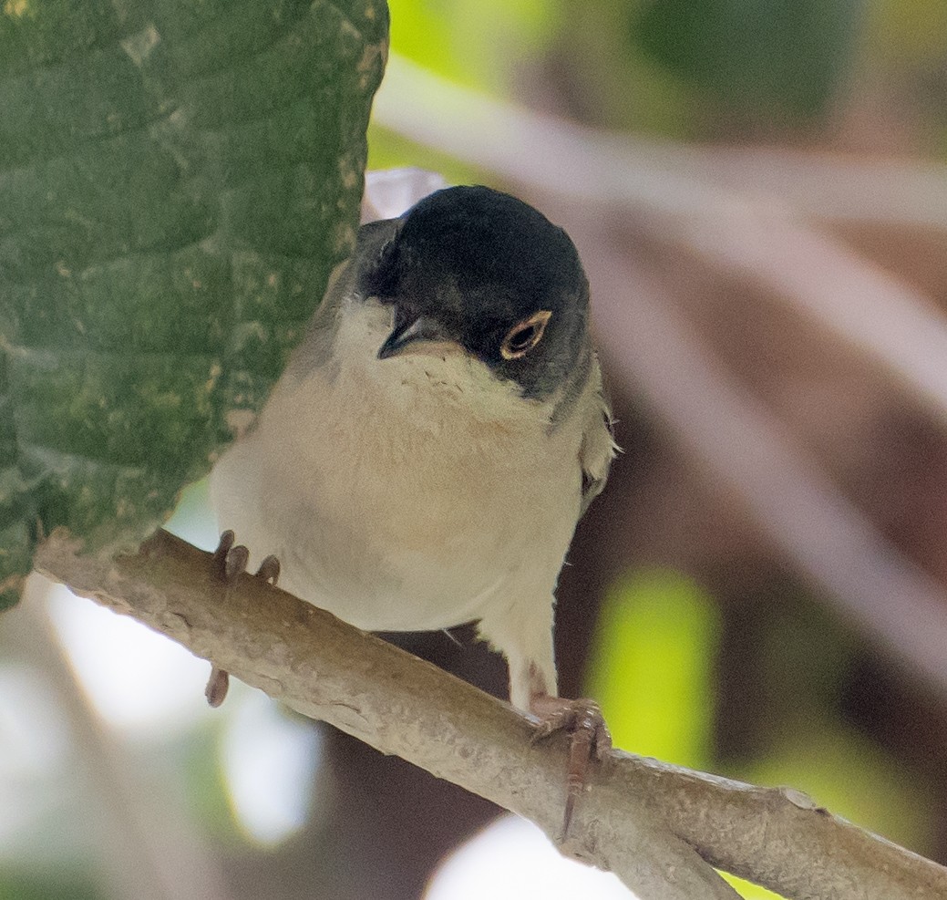 Menetries's Warbler - ML638012114