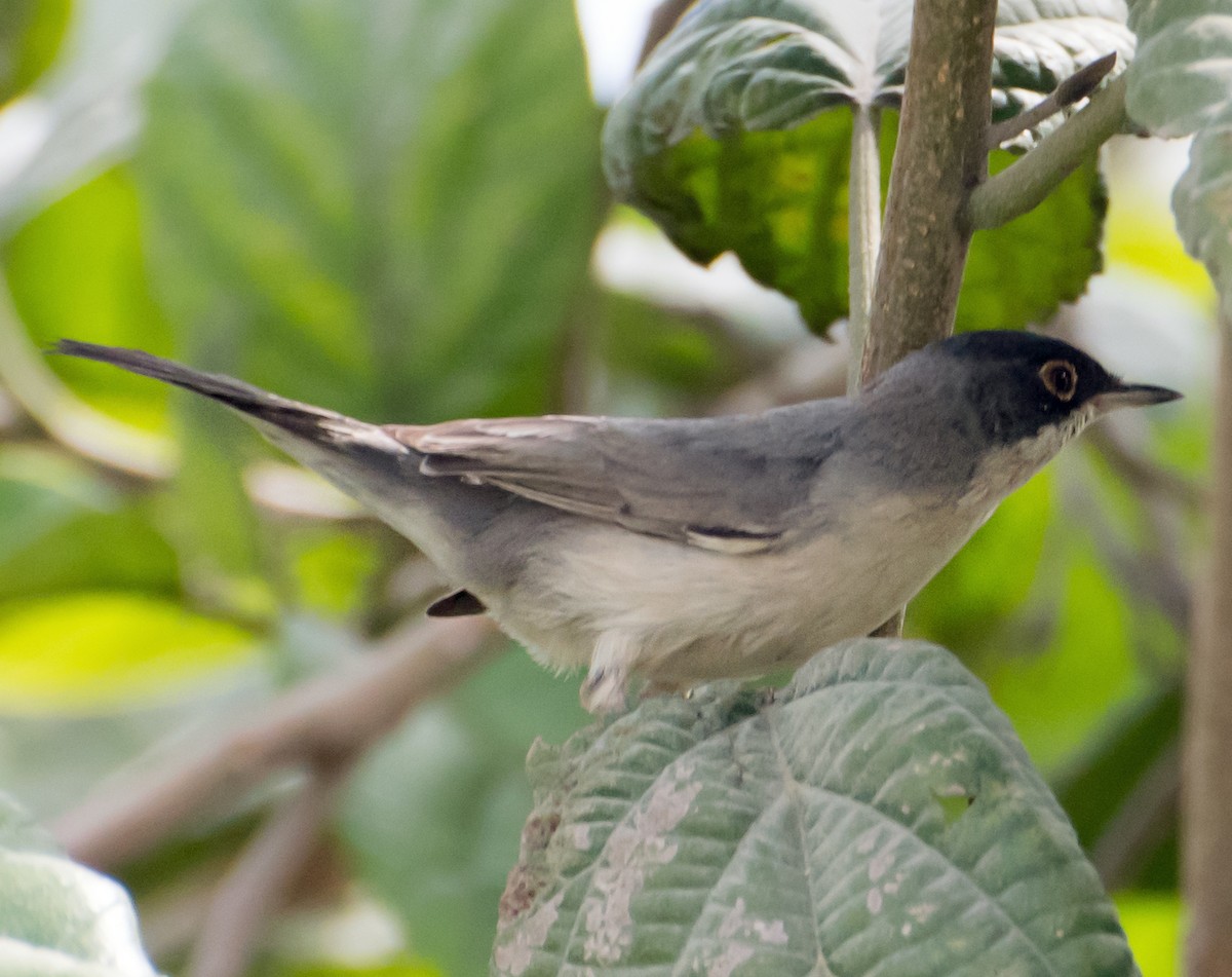 Menetries's Warbler - ML638012164