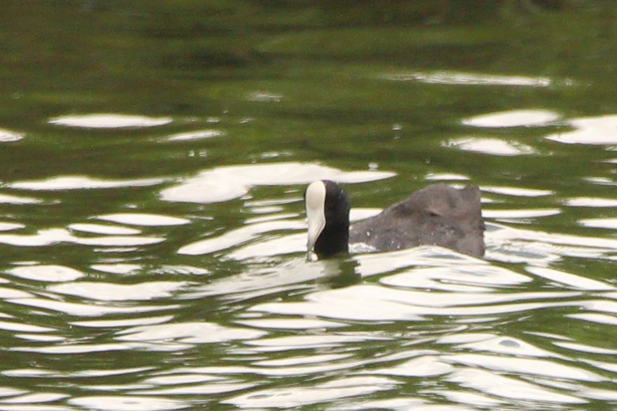 Hawaiian Coot - ML638012205