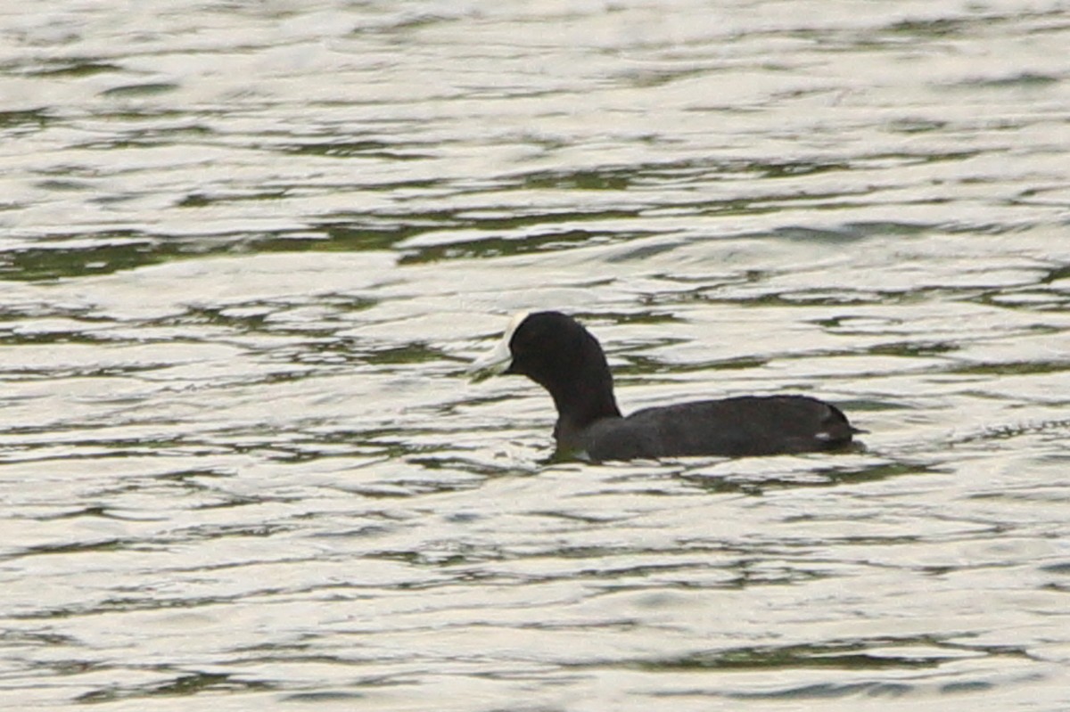 Hawaiian Coot - ML638012206
