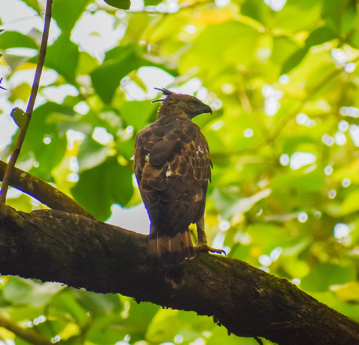 Changeable Hawk-Eagle - ML638012241