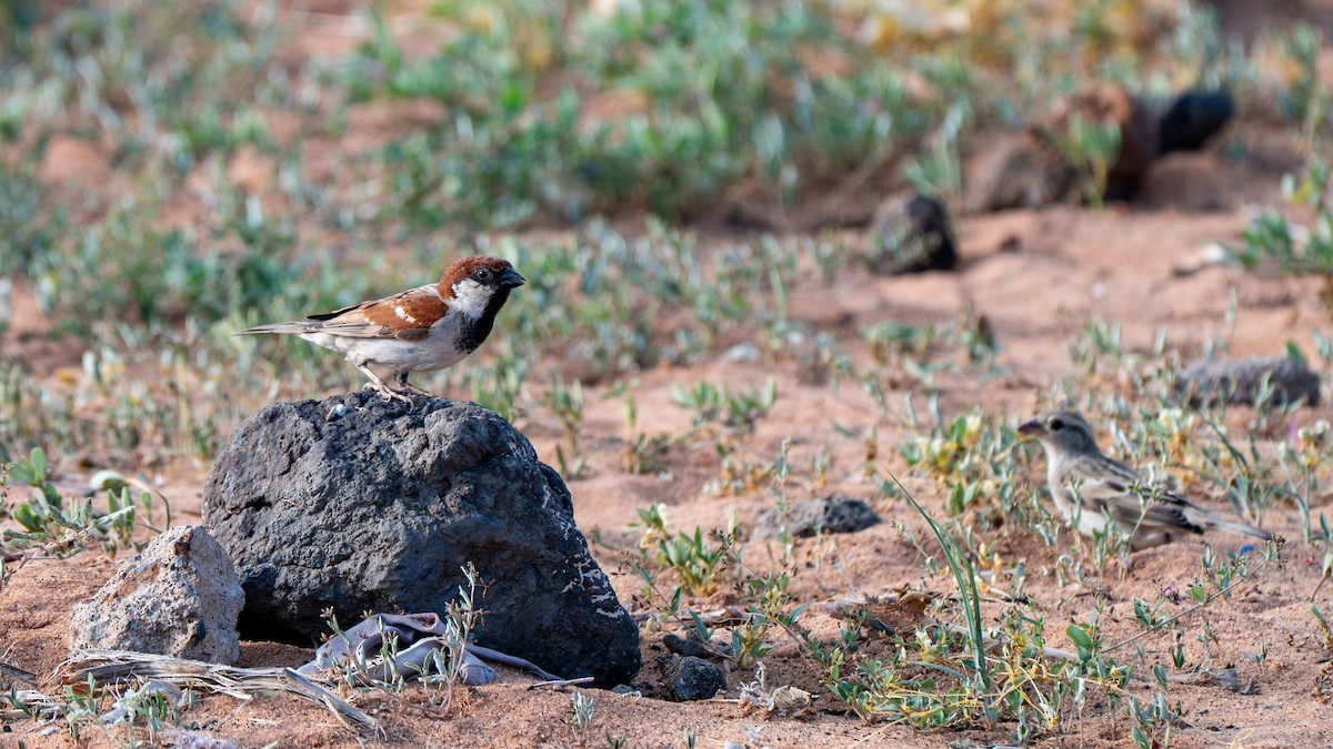Somali Sparrow - ML638012242