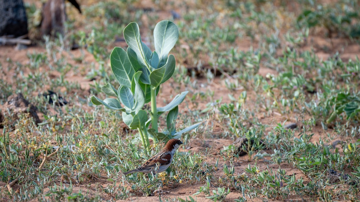 Somali Sparrow - ML638012243