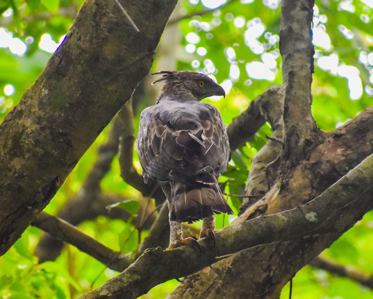 Changeable Hawk-Eagle - ML638012244