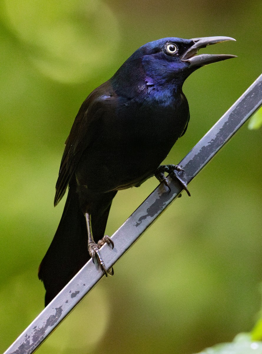 Common Grackle - ML638012251