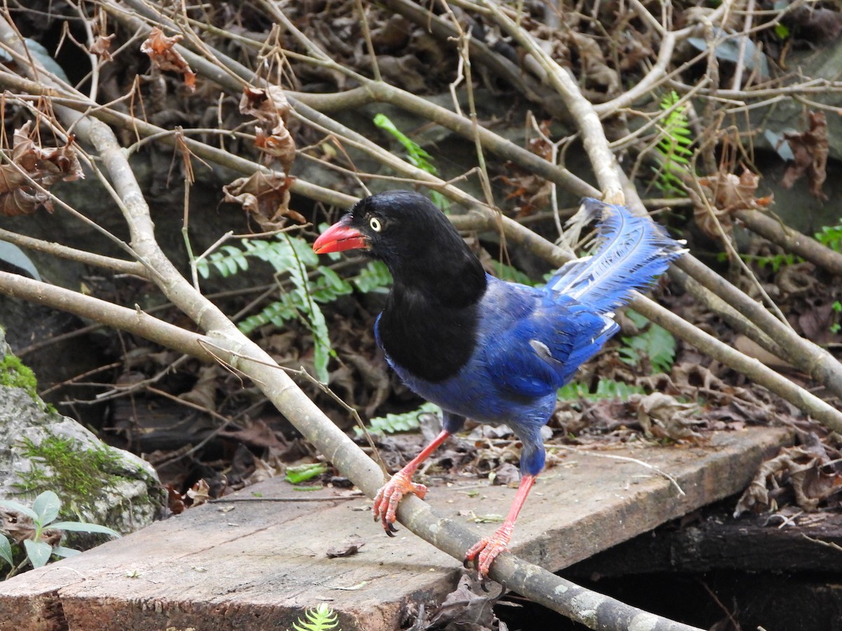 Taiwan Blue-Magpie - ML638012273