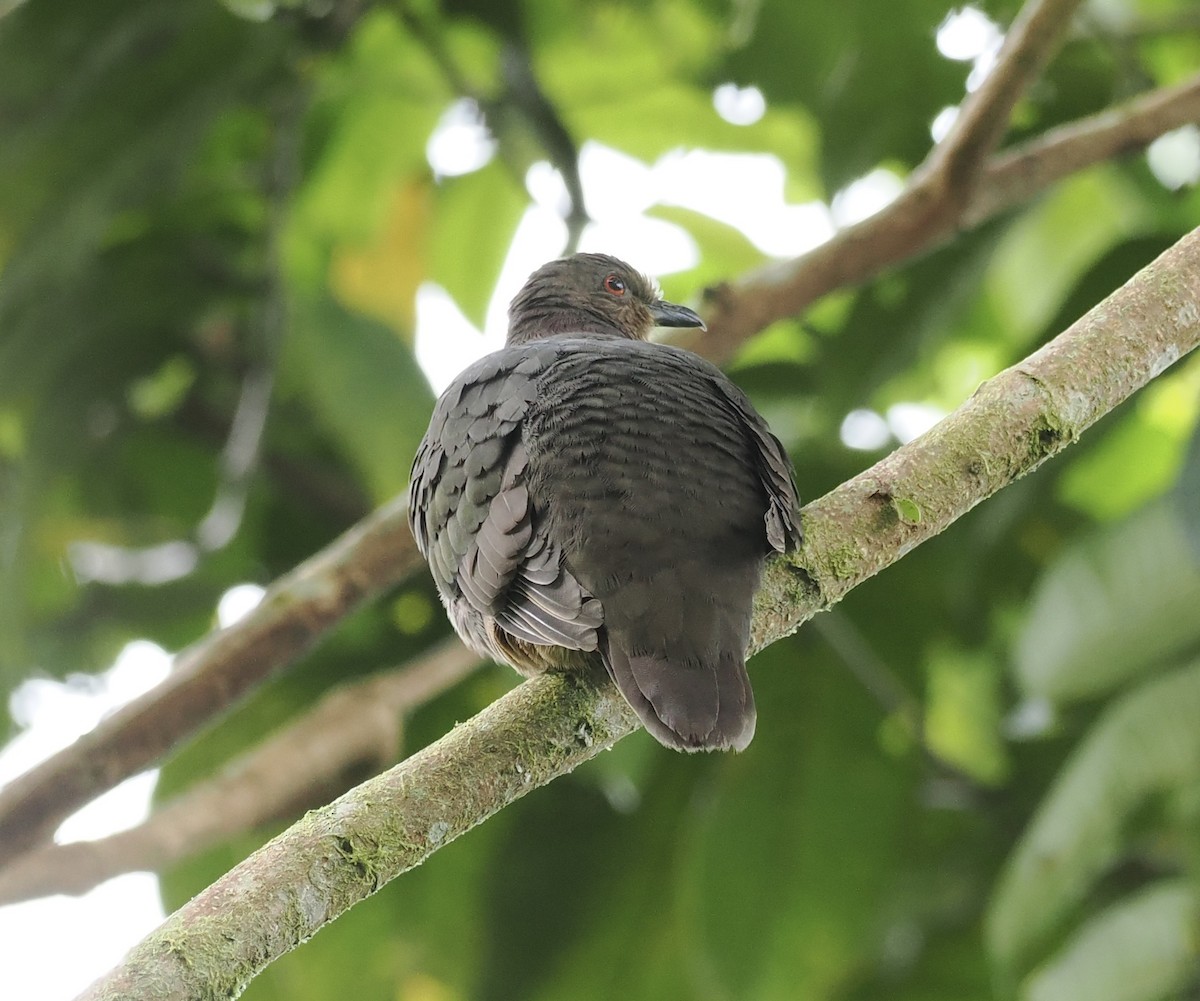 Mindanao Brown-Dove - ML638012311