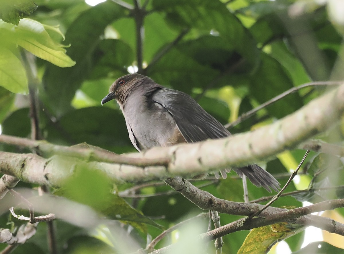 Mindanao Brown-Dove - ML638012313