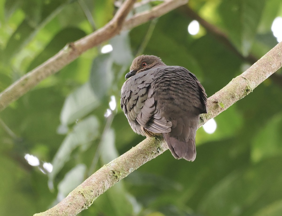 Mindanao Brown-Dove - ML638012315