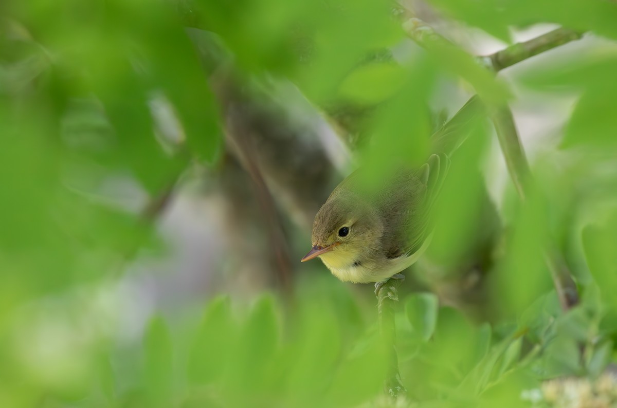 Icterine Warbler - ML638012318