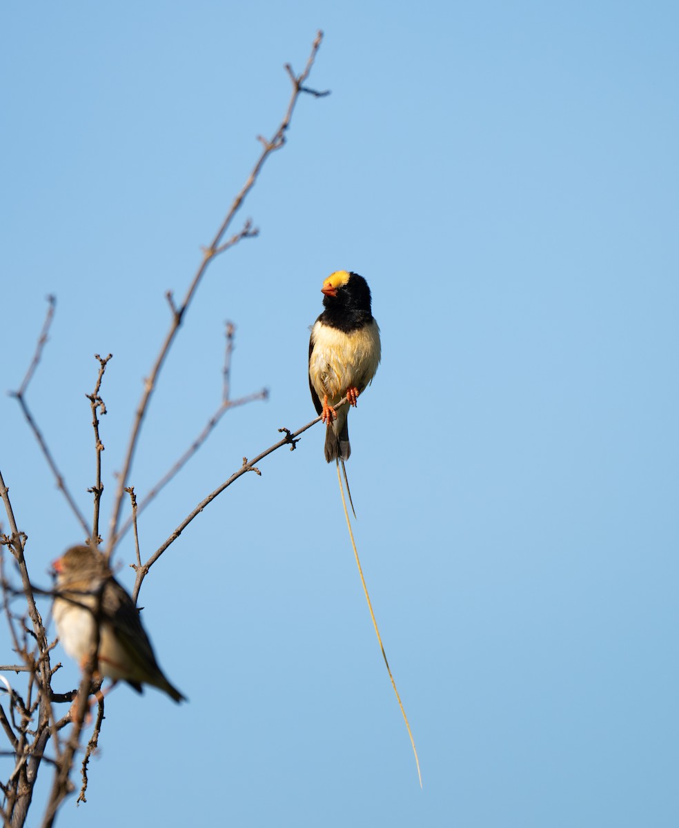 Straw-tailed Whydah - ML638012321