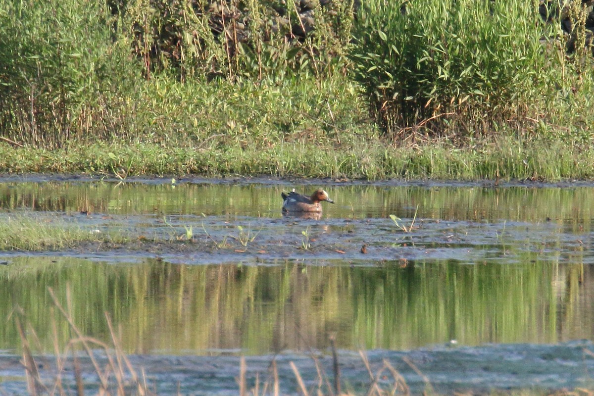 Eurasian Wigeon - ML638012350