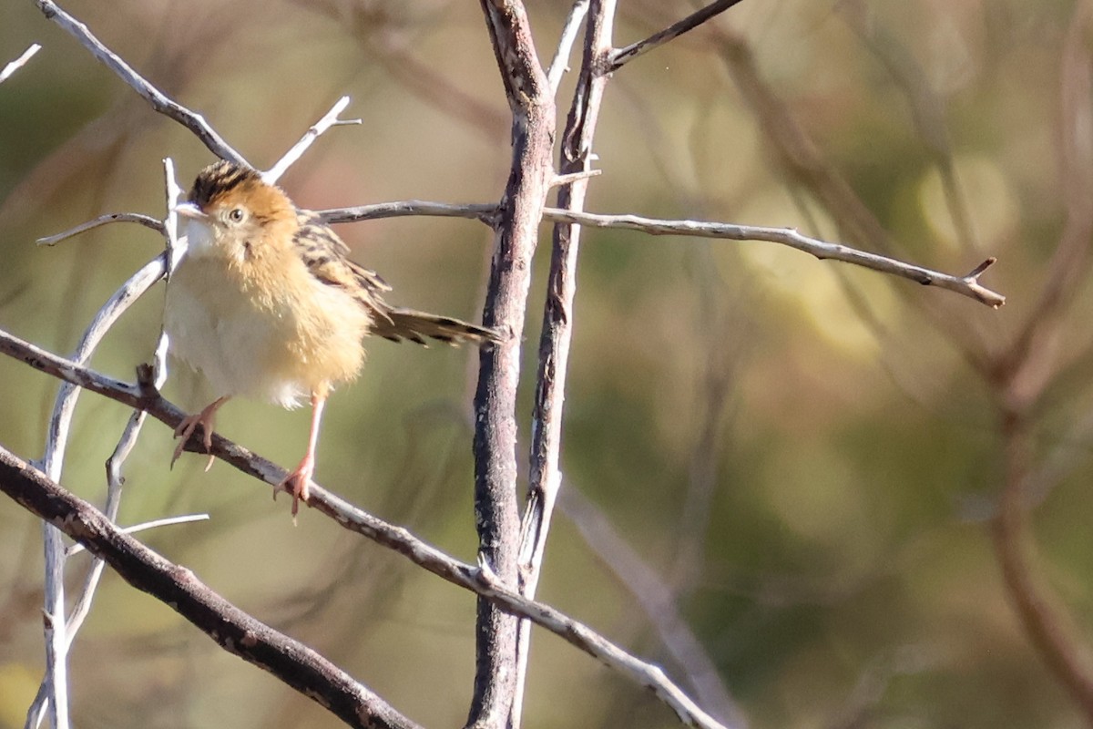 Golden-headed Cisticola - ML638012356