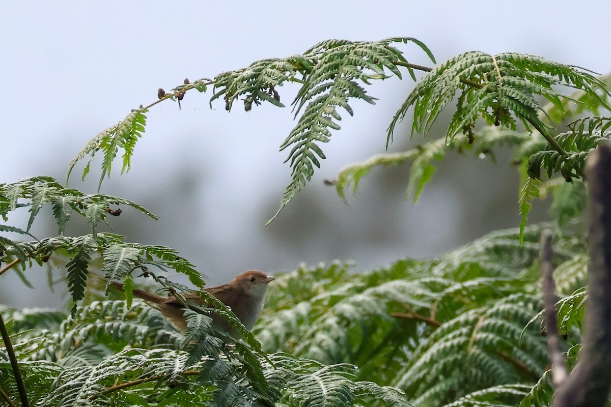 Tawny Grassbird - ML638012358