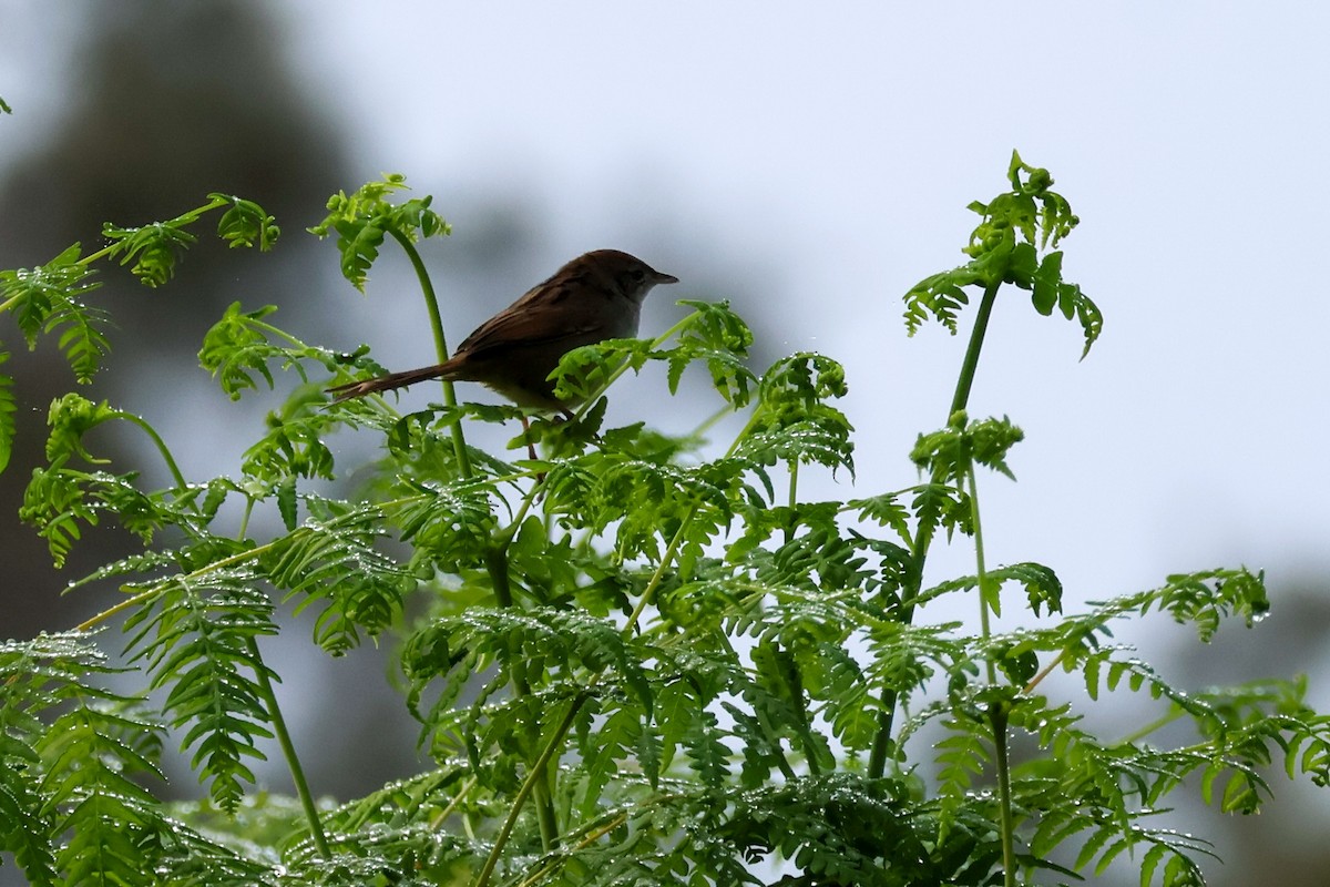 Tawny Grassbird - ML638012359