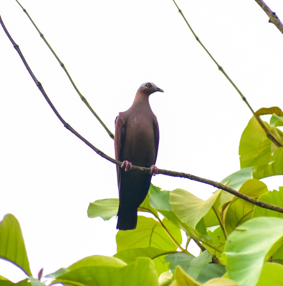 Pale-capped Pigeon - ML638012385