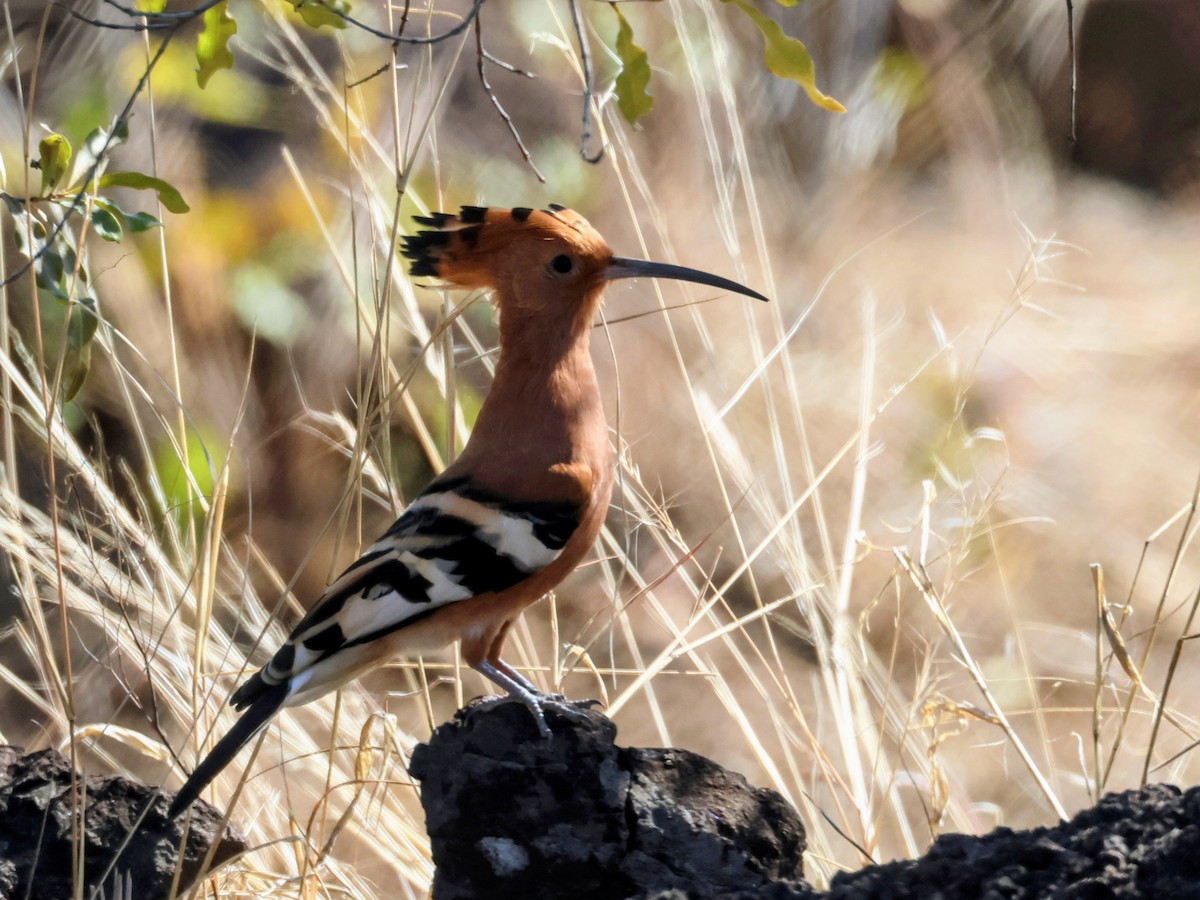 Eurasian Hoopoe (African) - ML638012387