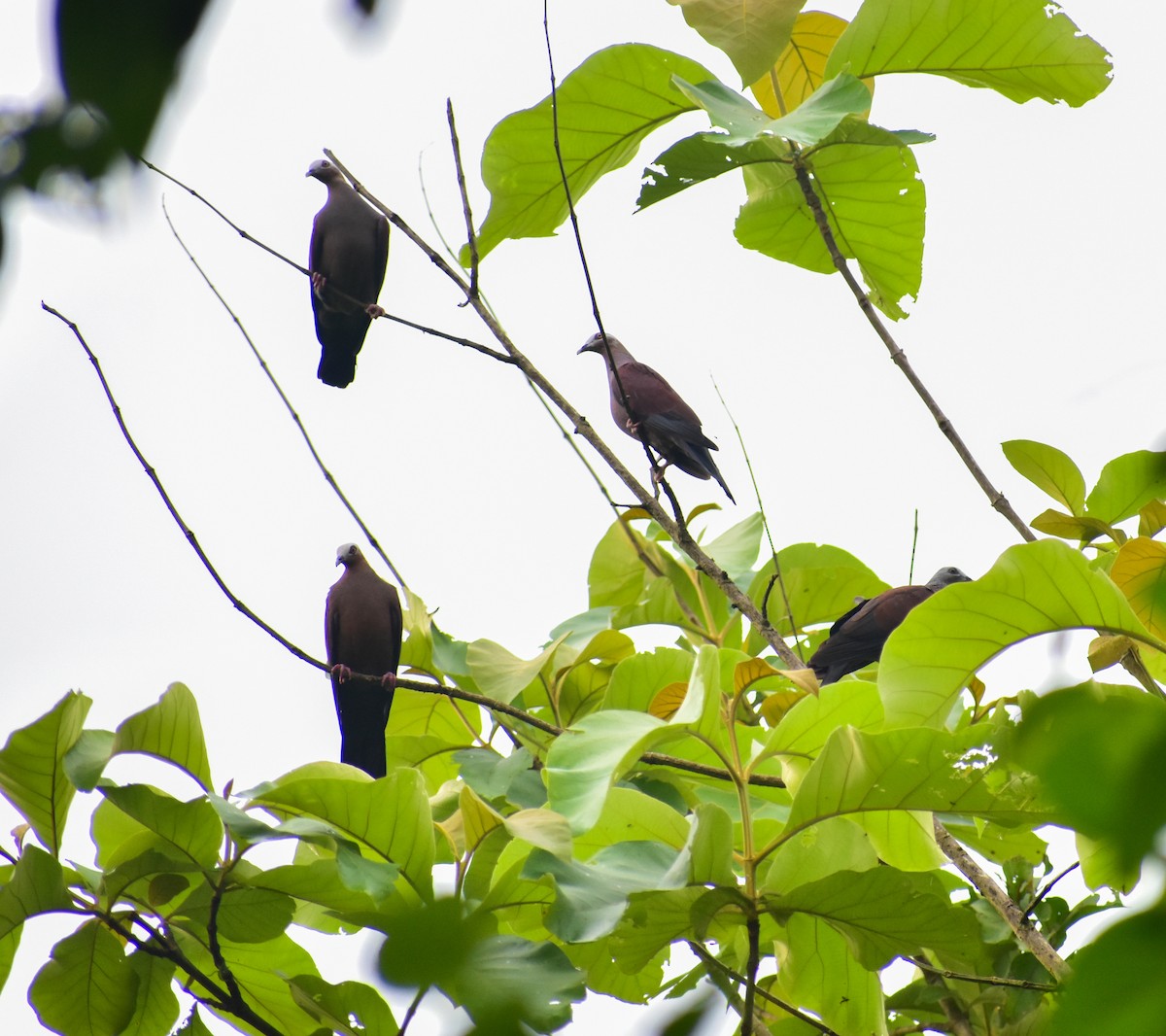 Pale-capped Pigeon - ML638012388