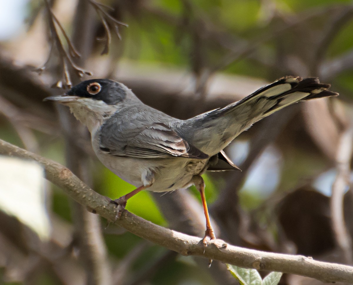 Menetries's Warbler - ML638012405