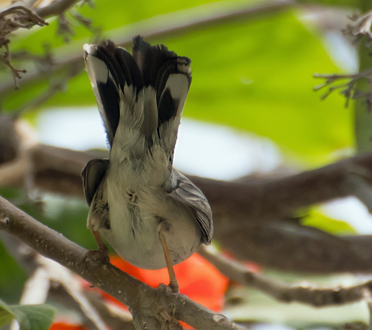 Menetries's Warbler - ML638012407