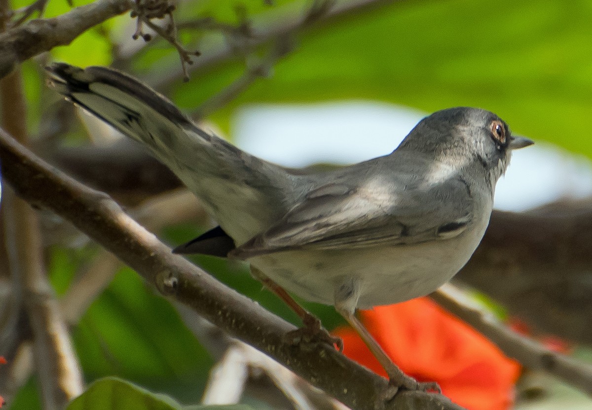 Menetries's Warbler - ML638012408