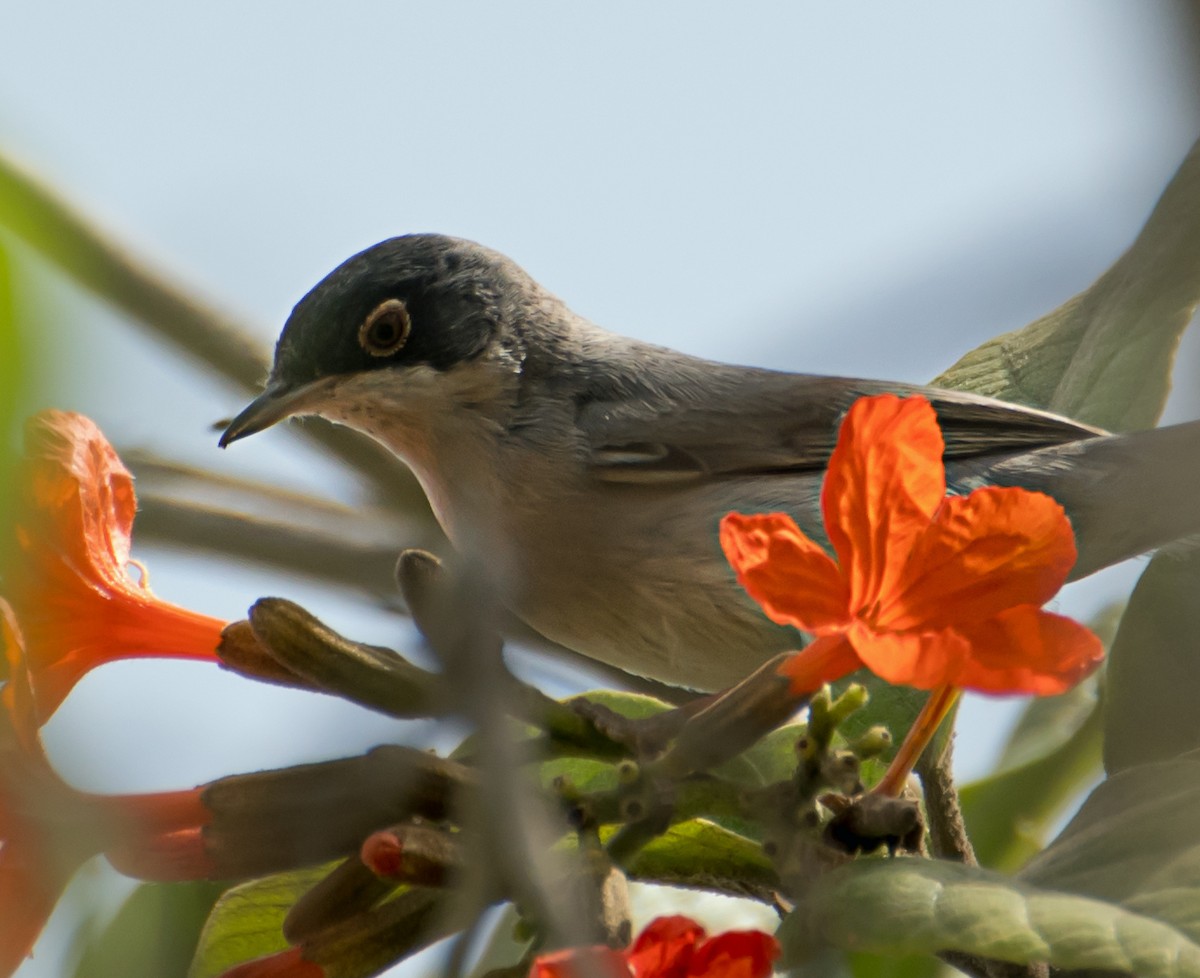 Menetries's Warbler - ML638012409