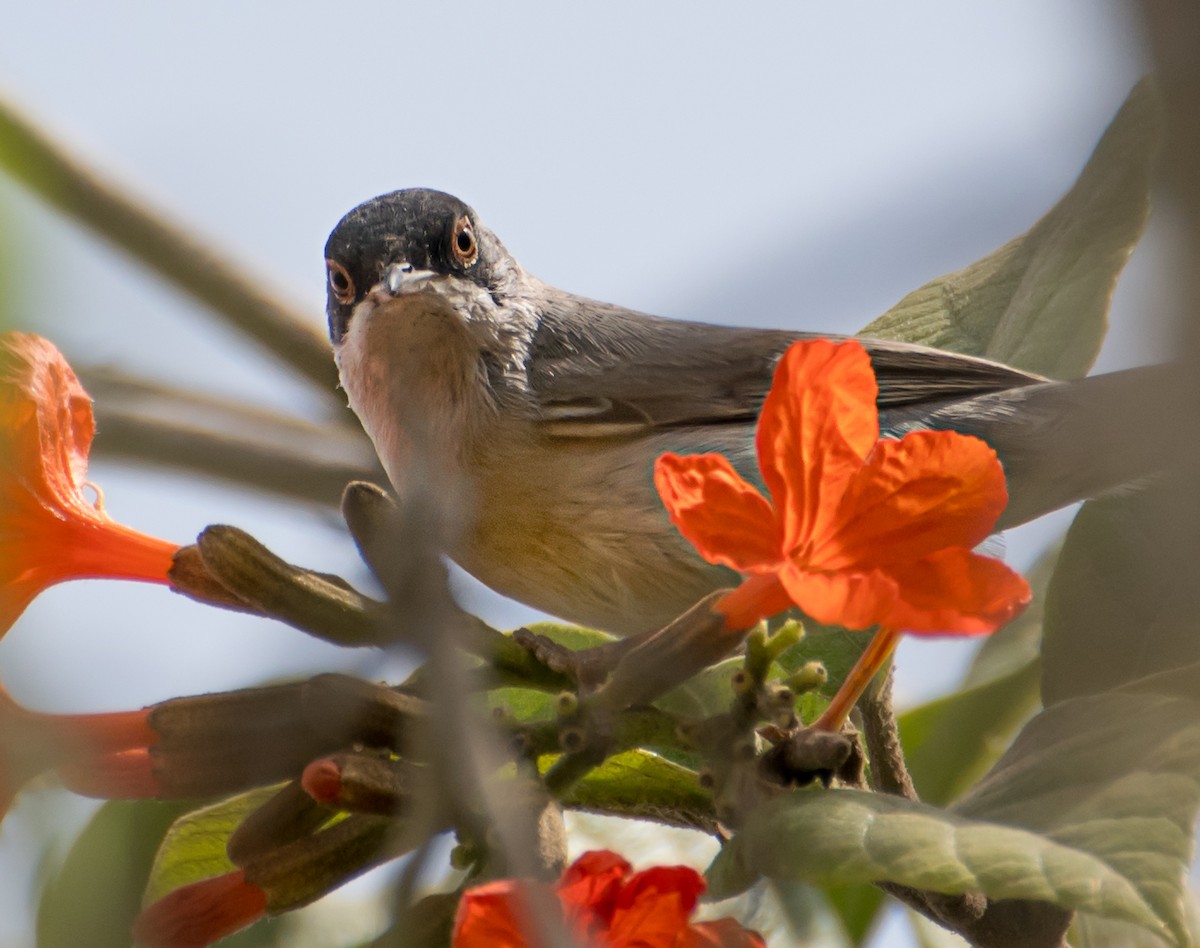 Menetries's Warbler - ML638012410