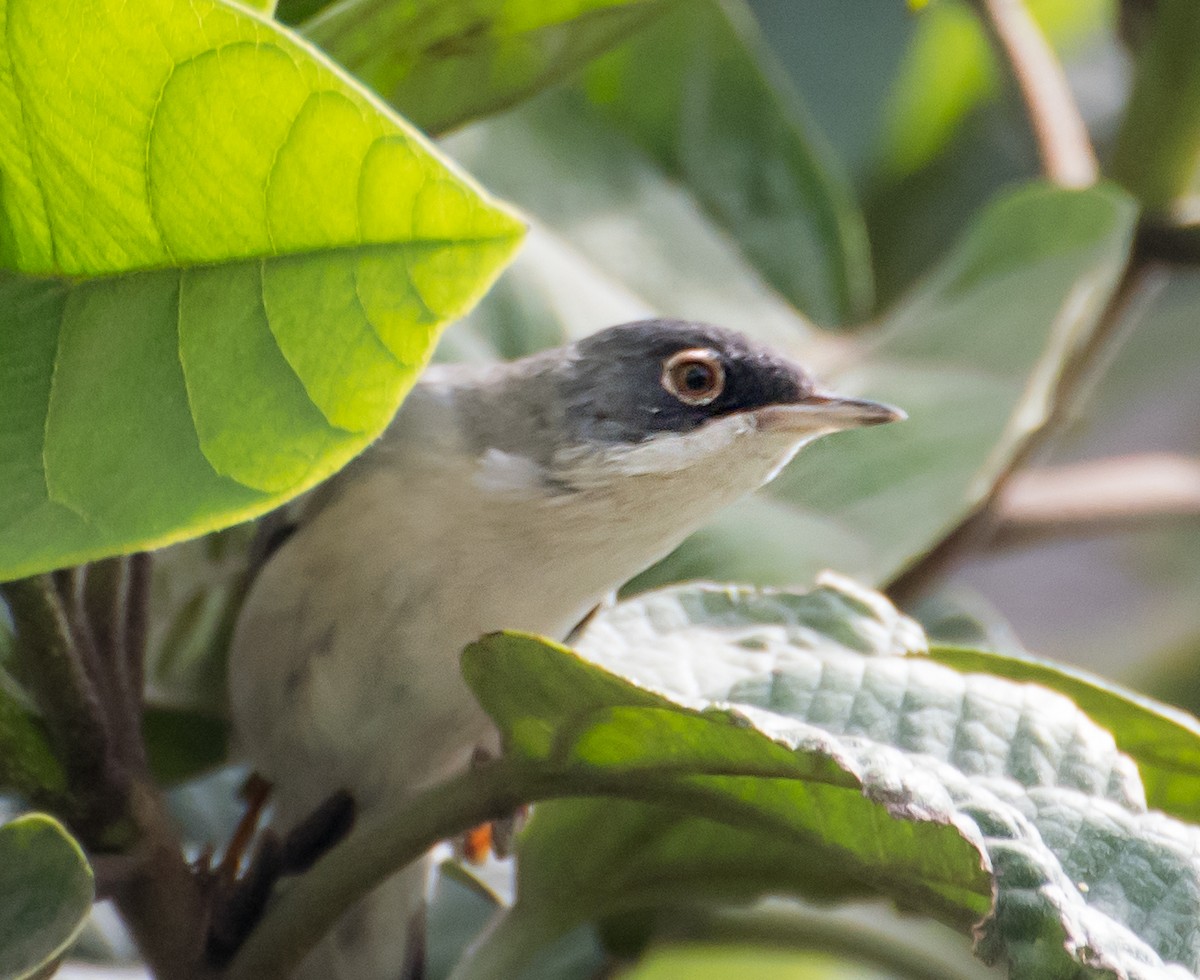 Menetries's Warbler - ML638012411