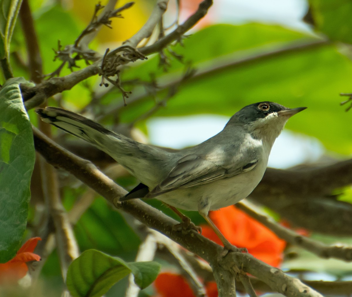 Menetries's Warbler - ML638012412