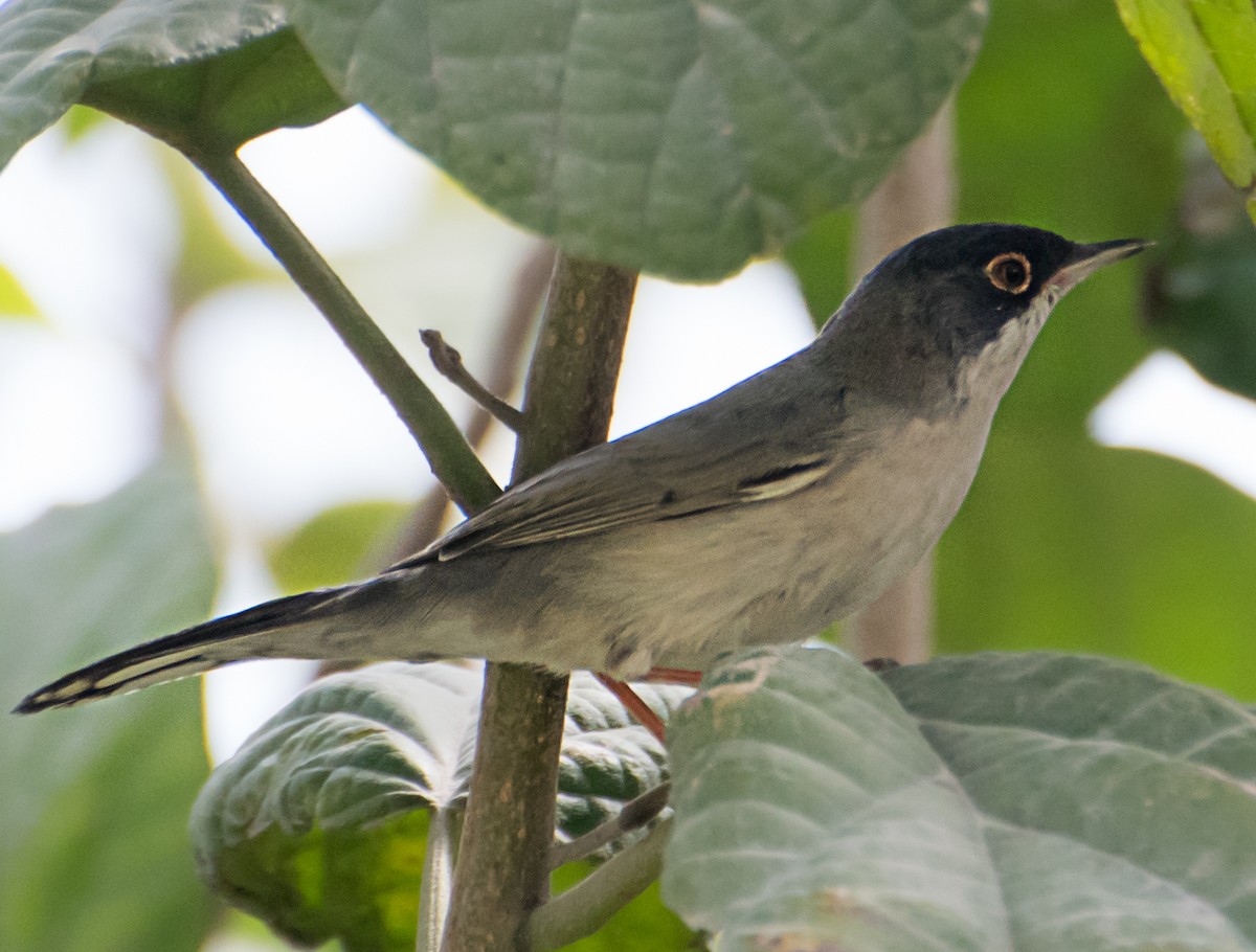 Menetries's Warbler - ML638012413