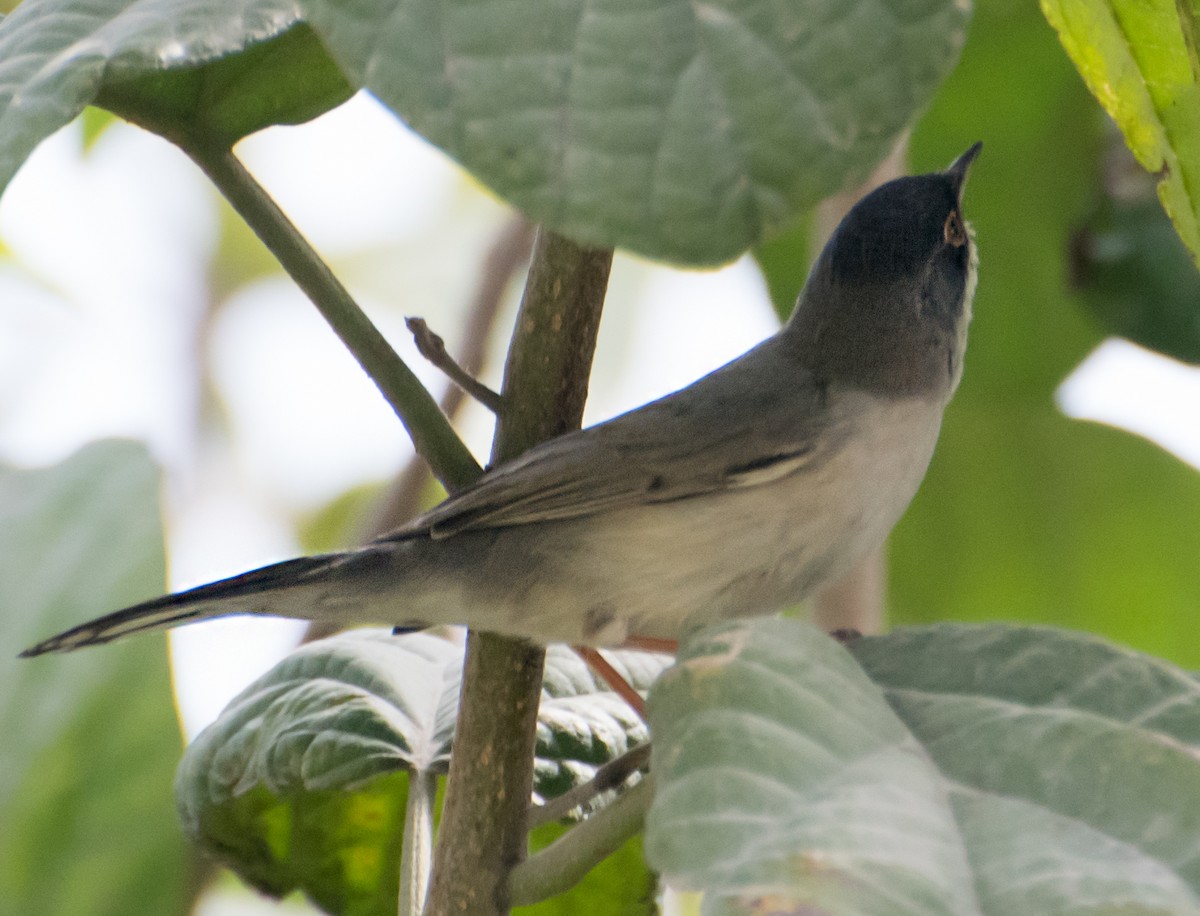 Menetries's Warbler - ML638012414