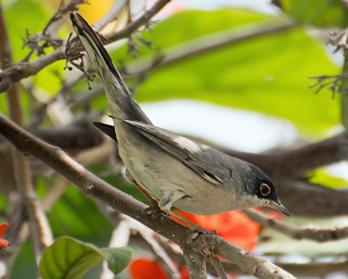 Menetries's Warbler - ML638012415