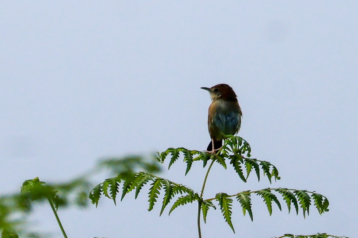 Golden-headed Cisticola - ML638012435