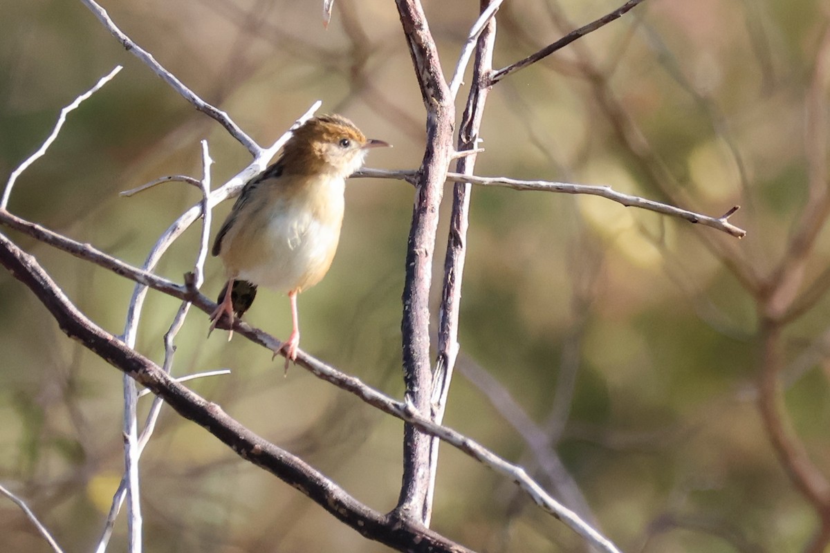 Golden-headed Cisticola - ML638012437