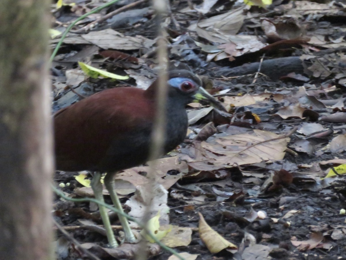 Blue-faced Rail - ML638012444