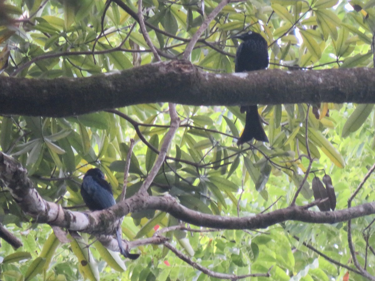 Hair-crested Drongo (White-eyed) - ML638012451
