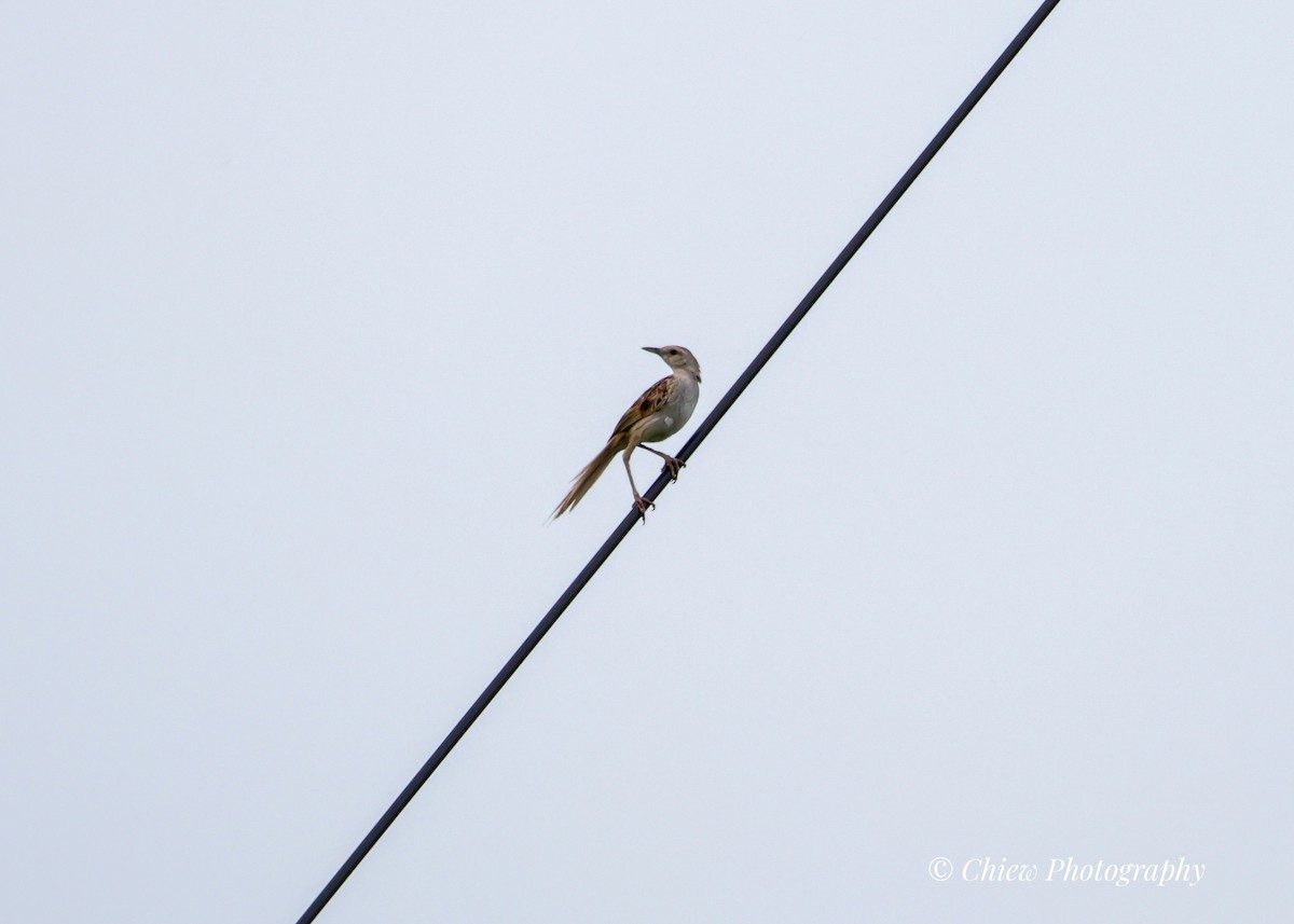 Striated Grassbird - ML638012467