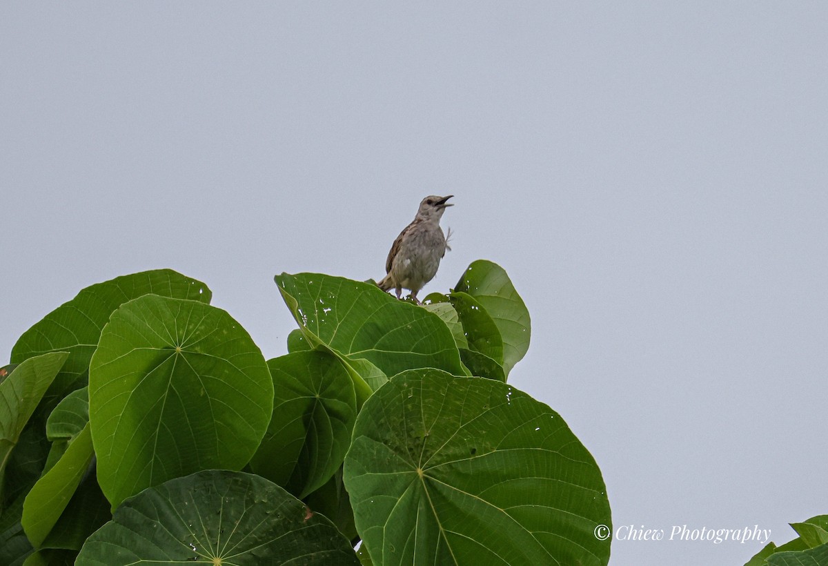 Striated Grassbird - ML638012468