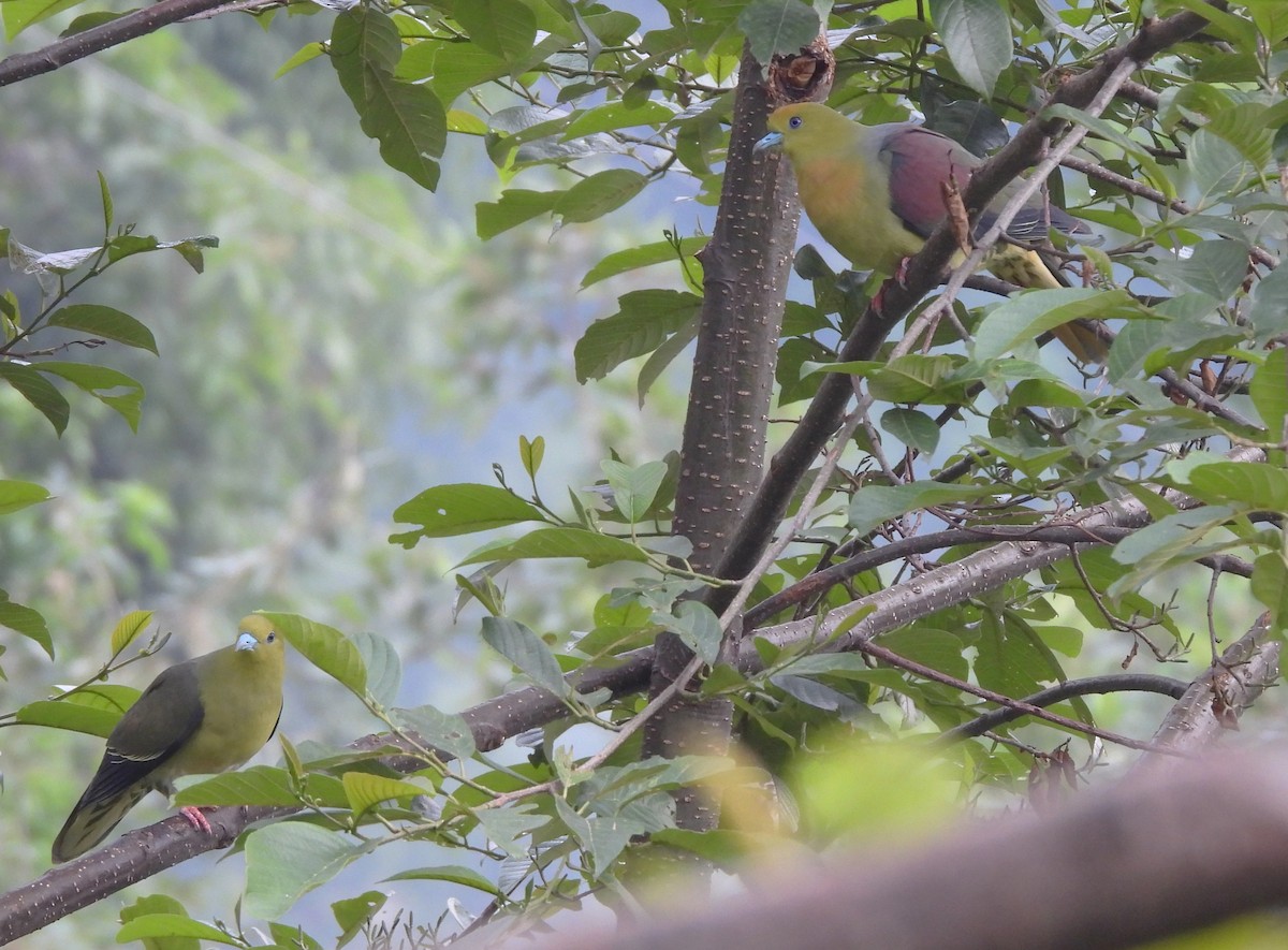 Wedge-tailed Green-Pigeon - ML638012470