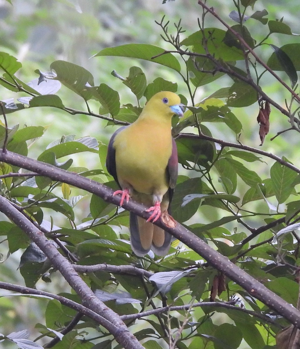 Wedge-tailed Green-Pigeon - ML638012472